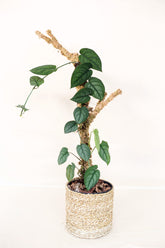 Anadendrum cordatum